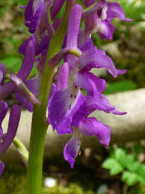 Orchis mascula 'purpurea'